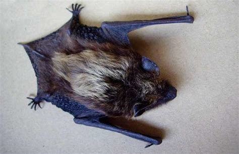 家有蝙蝠好吗 長生 沐浴